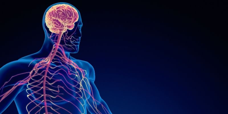 Pain and Its Connection to Your Nervous System