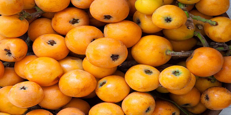 How Loquat Boosts Your Wellbeing: Key Health Benefits